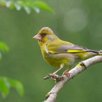 зеленуха :: Andrey Bragin зеленуха :: Andrey Bragin