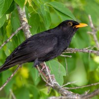 Черный дрозд :: Игорь Сикорский