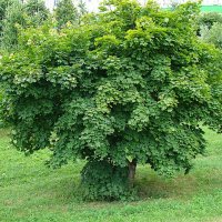 Клён зелёный у Параскевы Пятницы,,, :: Анатолий Колосов