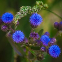 ИЮЛЬ цветы :: Владимир Максимов ИЮЛЬ цветы :: Владимир Максимов