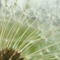 Одуванчик :: mvictoriya 
