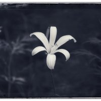 Жизнь — это фотоальбом, наполовину чёрно-белый, наполовину цветной. :: Вадим Басов