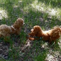 *** :: Валентина Береснева *** :: Валентина Береснева