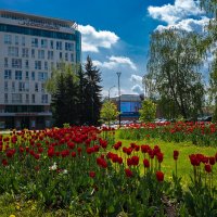 Тюльпаны на улице города :: Александр Синдерёв