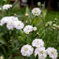 *** :: Светлана Кузнецова