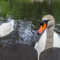 ***** :: юрий поляков ***** :: юрий поляков