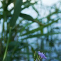 *** :: Oksana Verkhoglyad