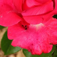 Хорошо устроились мурашики :: Светлана Хорошо устроились мурашики :: Светлана