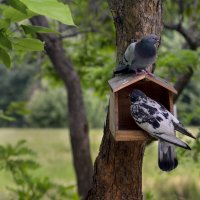 " Отжали" кормушку у мелкоты ))) :: LudMila 