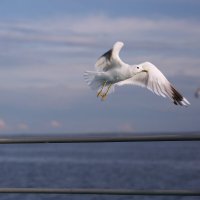 Все живоое тянегся к человеку и..ждёт поддержки :: liudmila drake