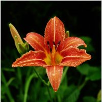 ЛИЛИЯ... :: Elvira E. 