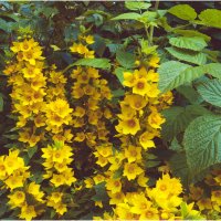 Картинка лета :: Валентин Котляров