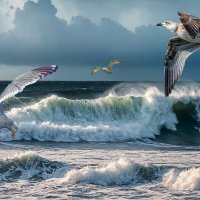 Чайки :: Aleksey Afonin