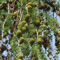 Шишечки лиственницы :: Freddy 97