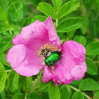 В цветочной закусочной..:-) :: Андрей Заломленков