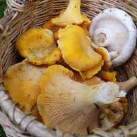 Продолжается охота на лисичек.. :-) :: Андрей Заломленков