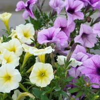 Аромат петуньи :: Галина Кан
