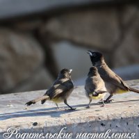 наставление :: Аркадий Басович наставление :: Аркадий Басович