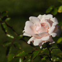 розы :: ИННА ПОРОХОВА