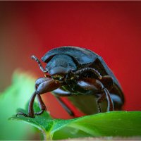 Жук Медляк-вещатель.. :: Алексей Мезенцев Жук Медляк-вещатель.. :: Алексей Мезенцев