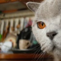 Кот Масик :: Лютый Дровосек