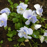 Виола, фиалка, анютины глазки :: Наиля 