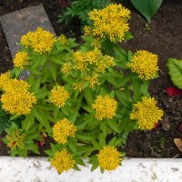 Седум (очиток) Султан желтый :: Наиля 