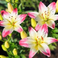 ... :: Сергей Ц