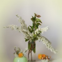 Натюрморт со спиреей. :: Лилия *