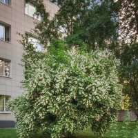 Цветущий куст жасмина на территории больницы Святого Луки Крымского. :: Лилия *