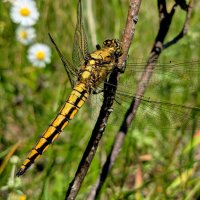 Из снятого сегодня 3 :: Александр Прокудин Из снятого сегодня 3 :: Александр Прокудин