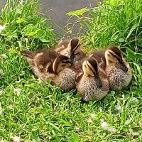 Утята :: Сапсан 