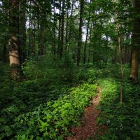 Июль наступил. Осталось дождаться наступления лета :: Андрей Лукьянов