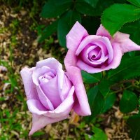 Городские цветы :: Милешкин Владимир Алексеевич 