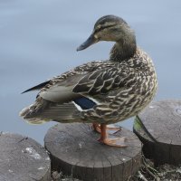 Уточка :: Лидия Бусурина