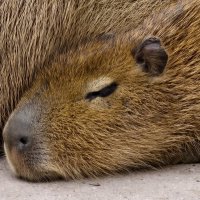 Малыш капибара :: <<< Наташа >>> Малыш капибара :: <<< Наташа >>>