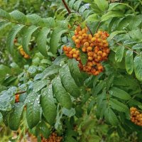 Плакала  рябина под моим окном :: Валерий Иванович