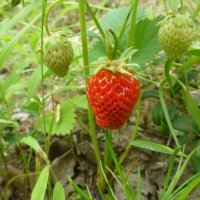 Июль..Одичавшая клубника поспела! :: Владимир 