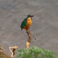 ****** :: Виталий Емельянов