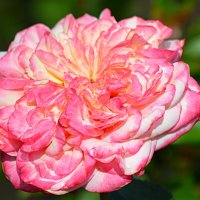 Для Танечки Помогаловой в день рождения! :: Татьяна Лютаева Для Танечки Помогаловой в день рождения! :: Татьяна Лютаева