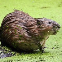 Ондатра :: Лина 