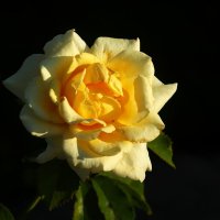 Жёлтая роза :: Юрий. Шмаков