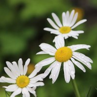 После дождя (серия) :: Любовь Сахарова