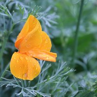 После дождя (серия) :: Любовь Сахарова