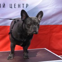 Москва. Парад французских бульдогов в усадьбе «Воронцово». :: Наташа ***** Москва. Парад французских бульдогов в усадьбе «Воронцово». :: Наташа *****