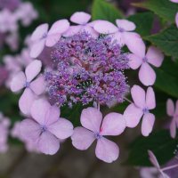 Краски  Лета.... :: Алёна Савина