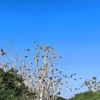 Обитель бакланов :: Oksana Verkhoglyad