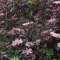 Бузина :: Рита Симонова