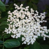 Бузина :: Рита Симонова