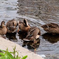 Время прихорашиваться,,,,) :: Анатолий Колосов Время прихорашиваться,,,,) :: Анатолий Колосов